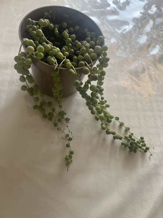 Суккулента Комнатное растение