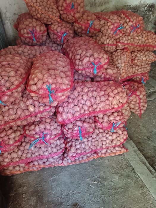 De vanzare cartofi sămânță și ovăz