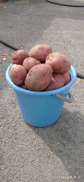 Продам домашний картофель