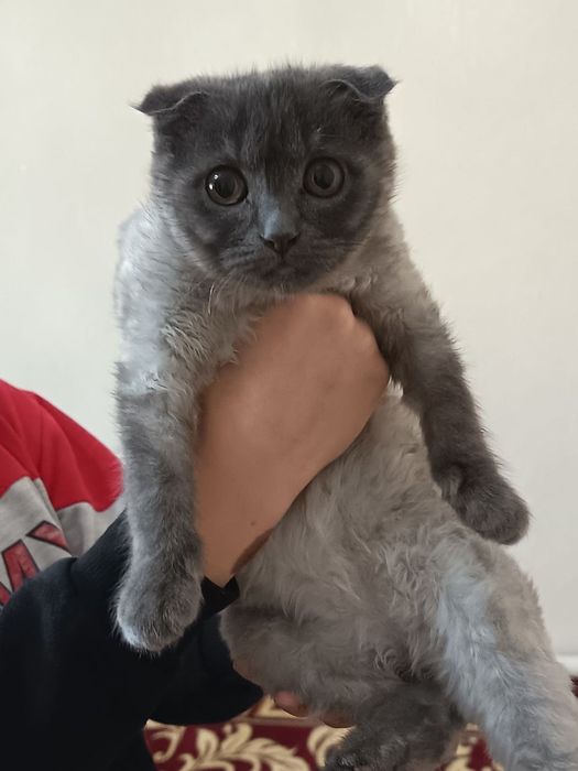 Mushuk sotiladi ovqat yeydi latokga o'tiradi