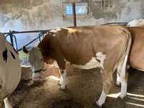 Vaca gestanta de vanzare