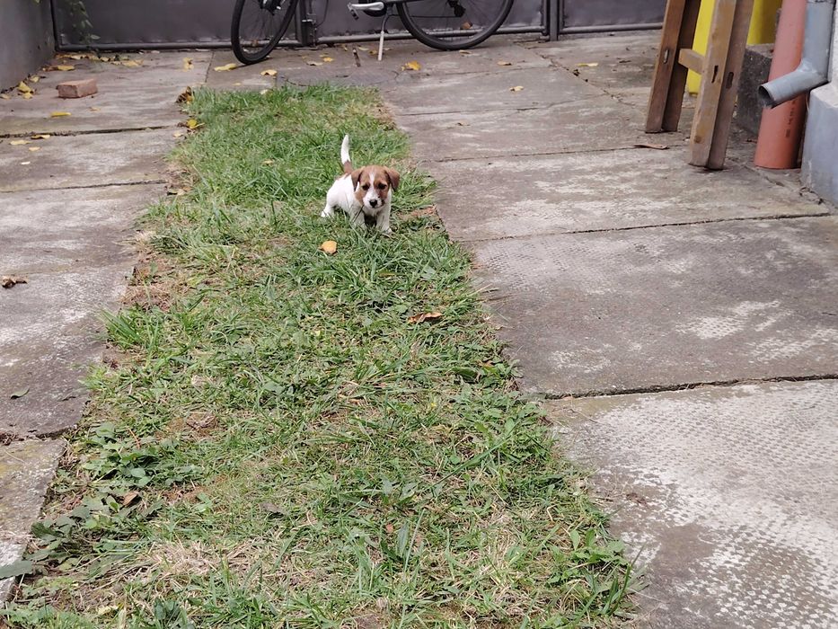 Vand căței rasa Jack Russel terrier
