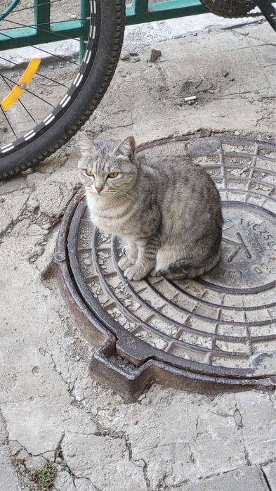 Пристраивается кошечка