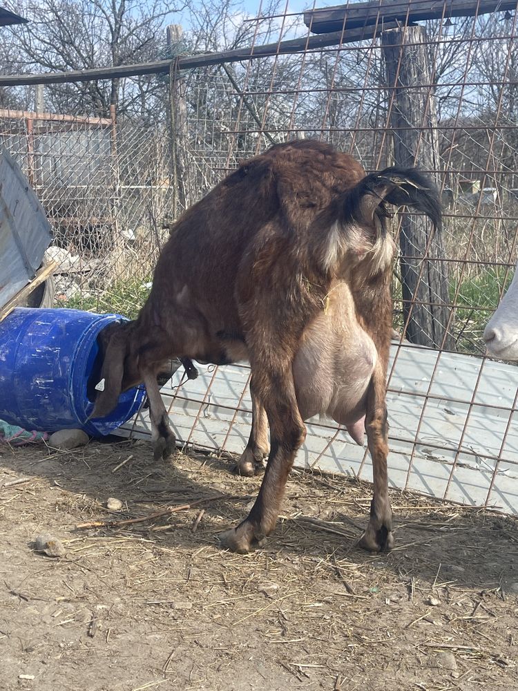 Tapisor anglonubian din capra buna de  lapte