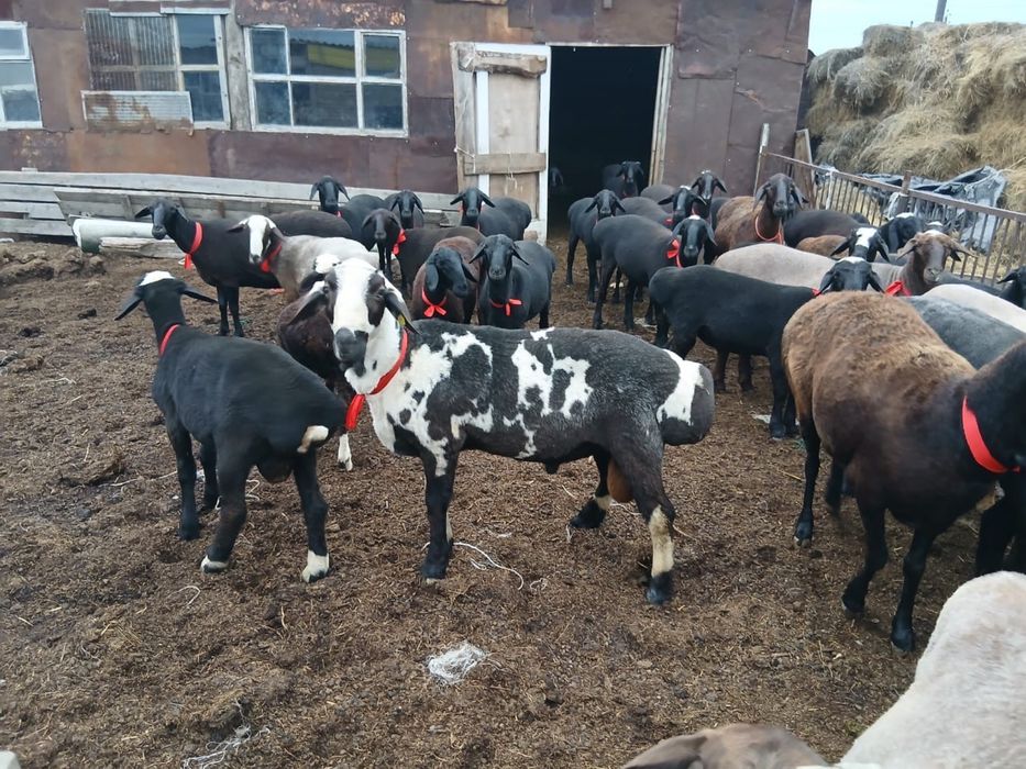 Продам баранов живьем или на мясо