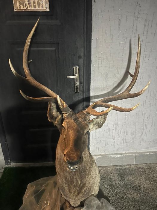 Продаю охотничий трофей — чучело головы оленя с большими рогами