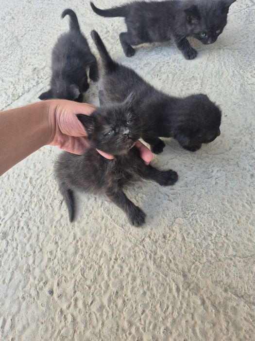Котят бесплатно.