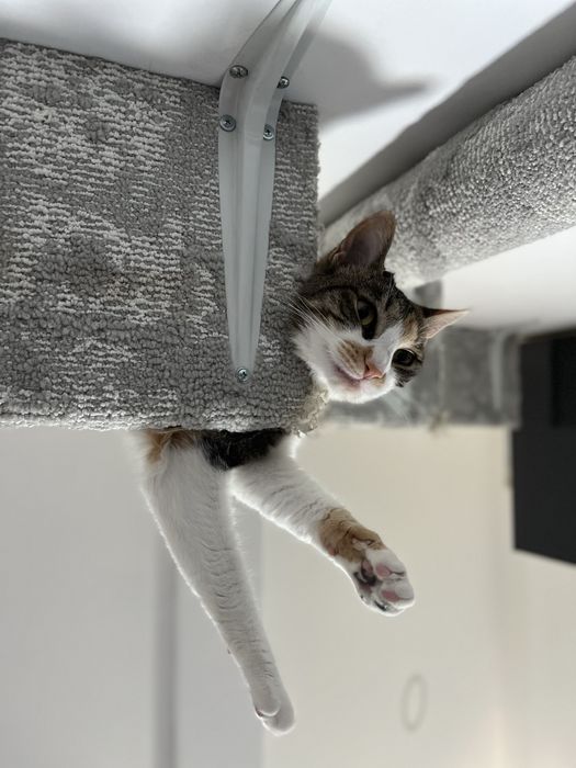 Dau spre adoptie pisicuta