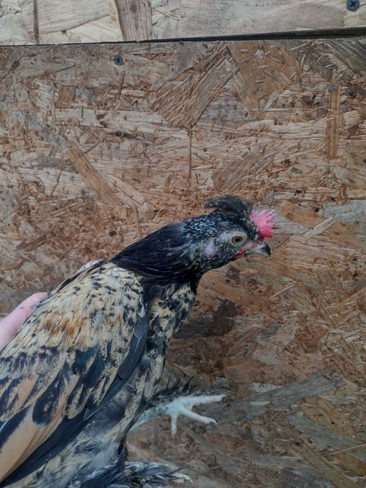 Perechi de găini pitice (pui)