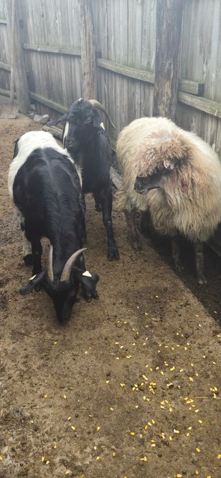 Vand 2 capre un tap si o oaie detalii la nr.