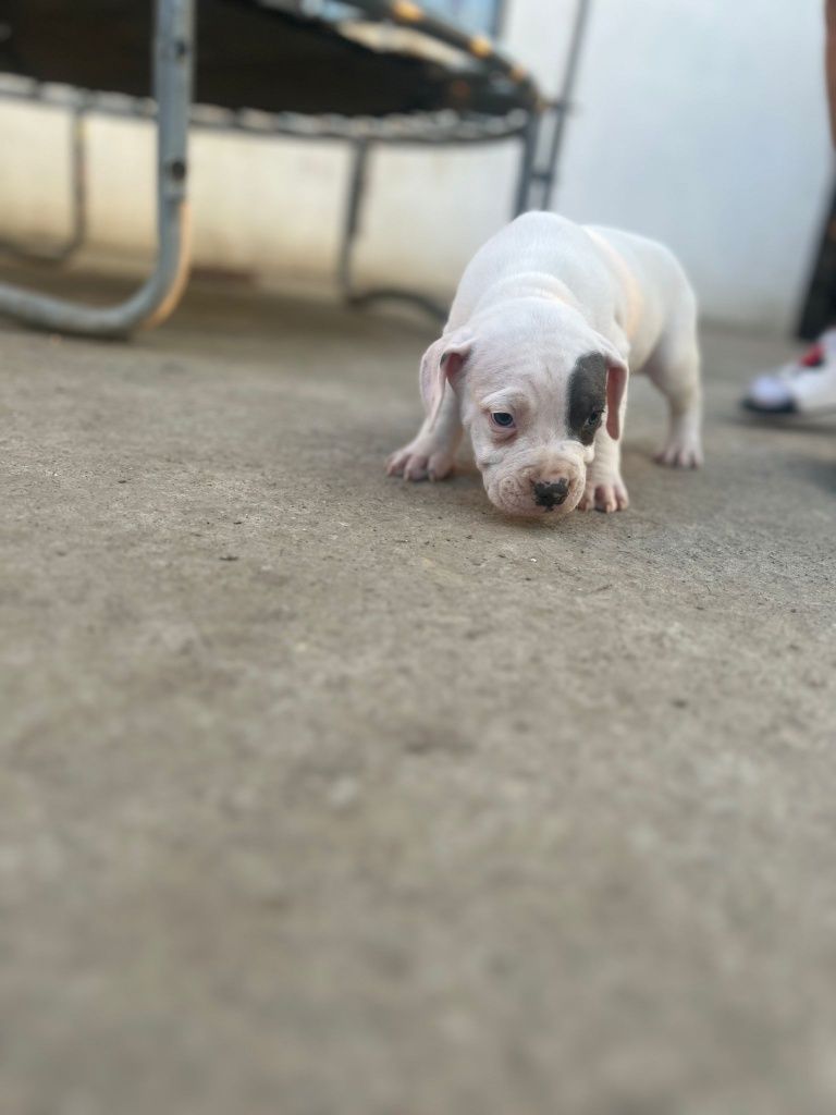 Pui American Bully