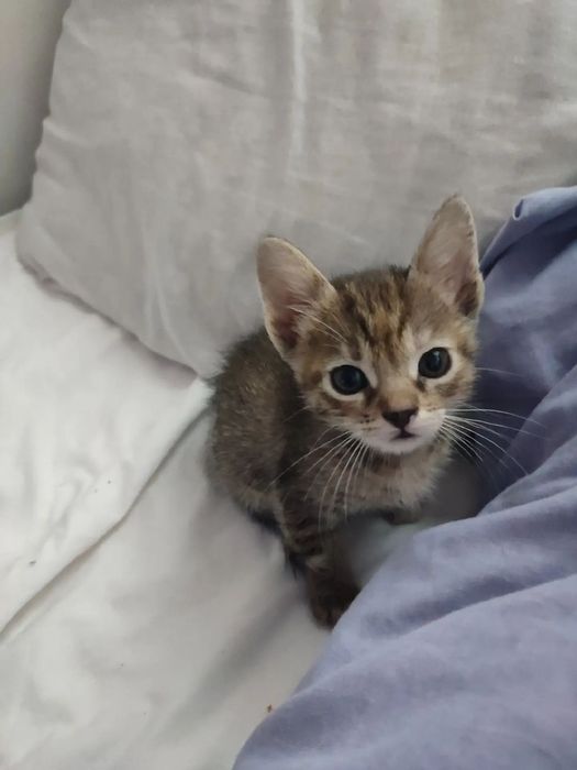 Dau către adopție  3 pisicute