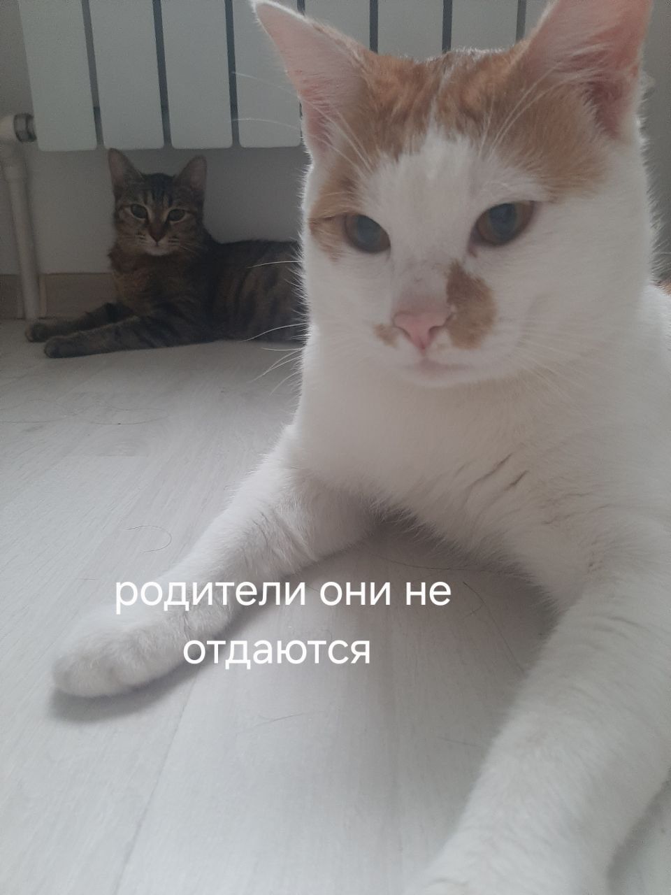 В добрые руки домашние котики мушук боллари берилади