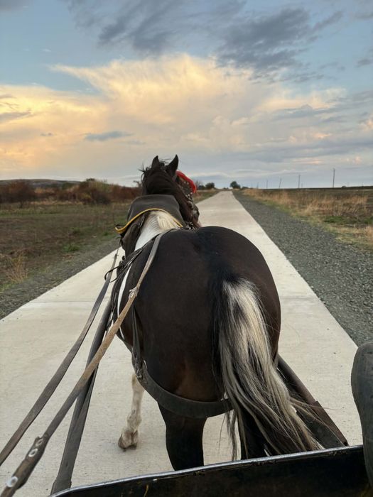 Продавам мъжко пони