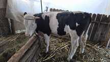 Vitel rasa Holstein