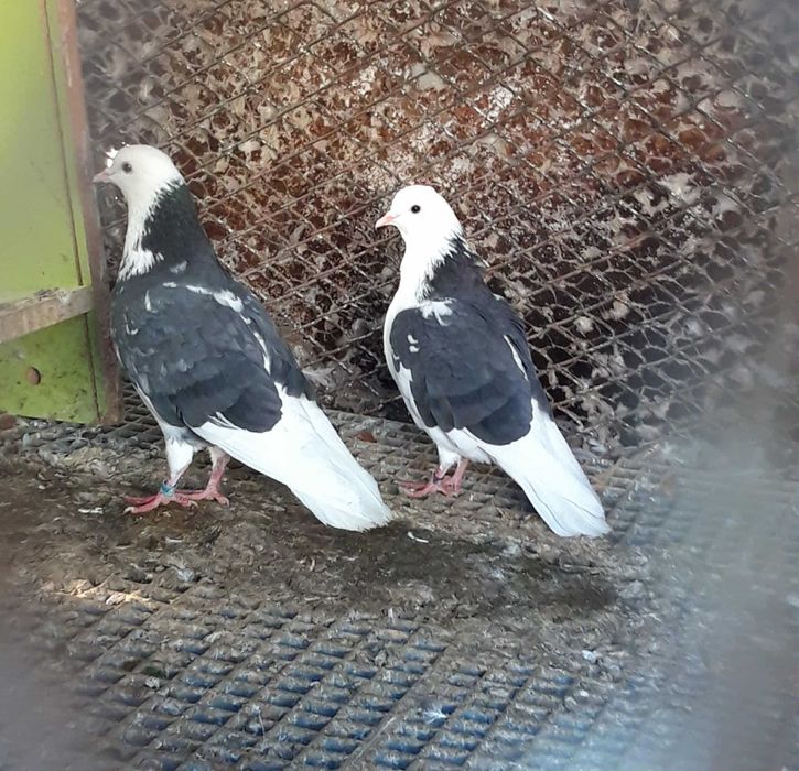 Гълъби типлери..