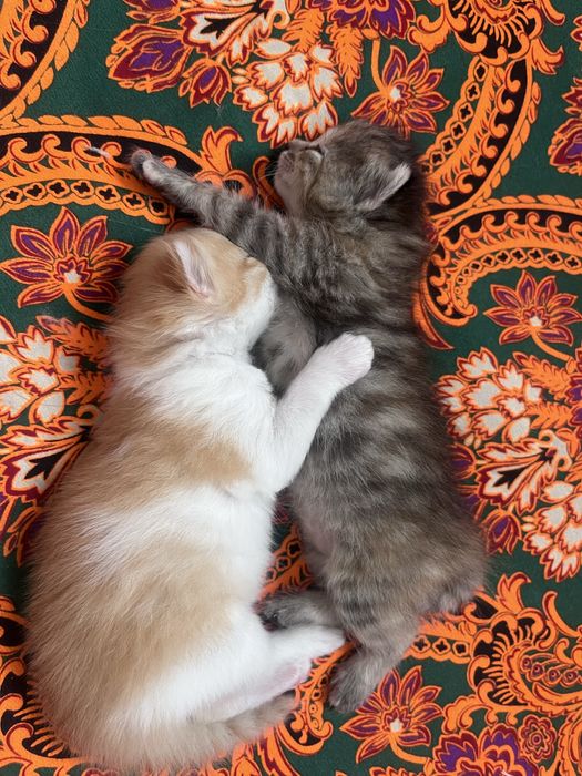 Домашные кошки 1 месяц