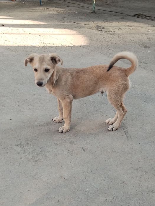 Отдам в хорошие и добрые руки