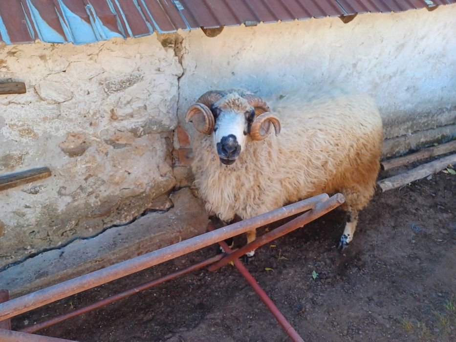 Berbec de rasă de vânzare