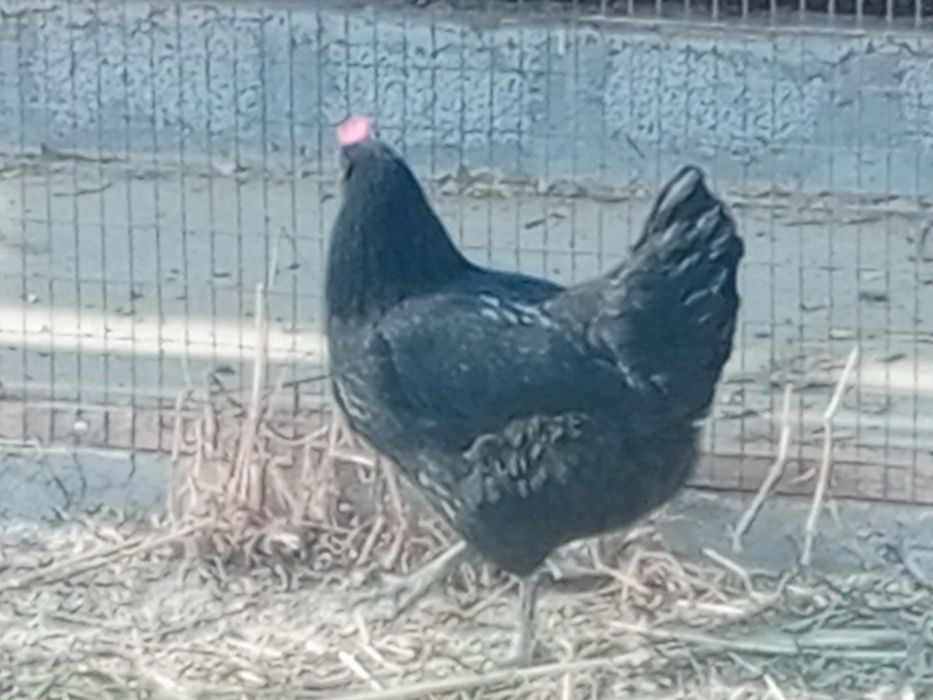 Хўроз тоуқлар сотилади, Продам куры и петухи.