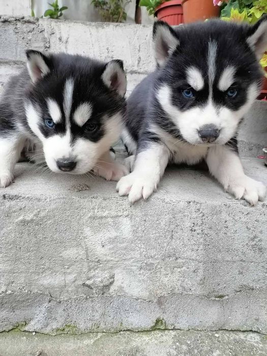 Продавам Хъски кученца