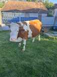 Vând vaca gestantă