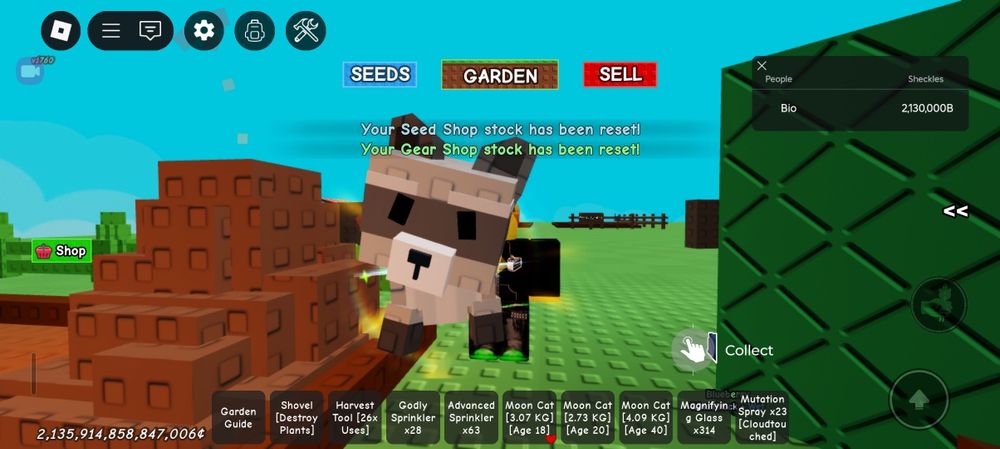 Радужный енот не дорого