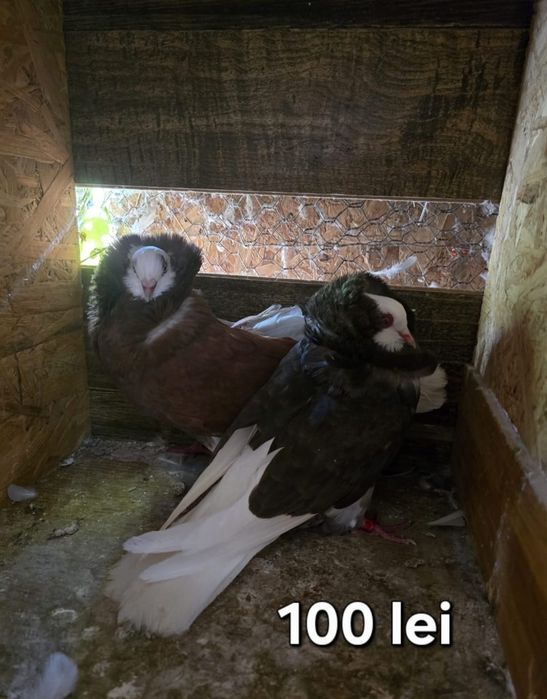 Porumbei diferite rase