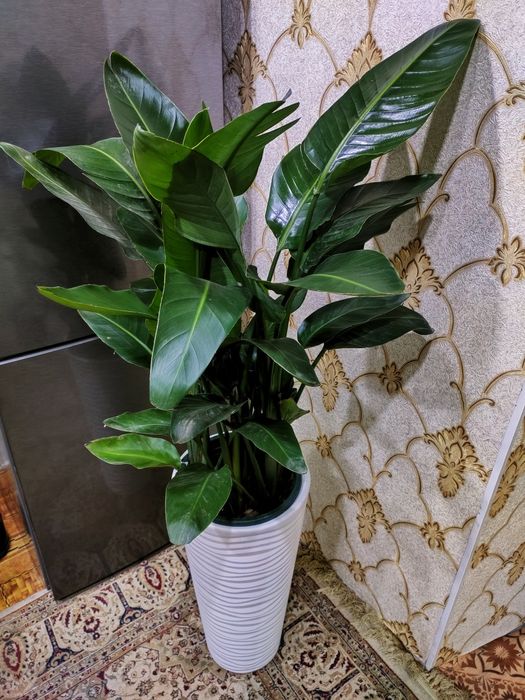 Комнатные растения. Доставка