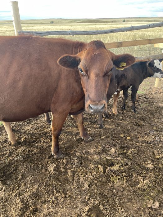 Продам коров красная степная молочной порды
