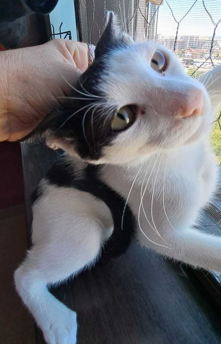 Adoptie pisica motan Zian