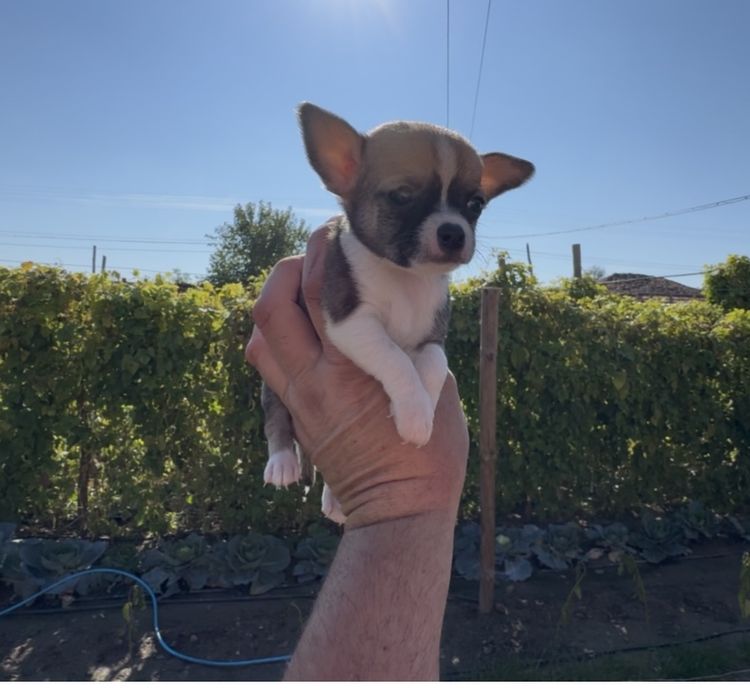 Продавам чихуахуа - момче и момиче