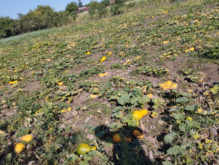 Dovleci plăcintari sau pentru copt