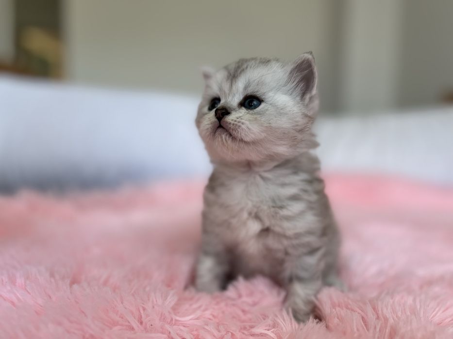 Pisici – 4 săptămâni – doar de rezervat.