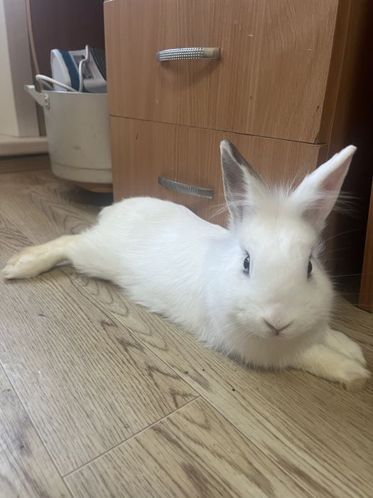 Кролик декоративный!
