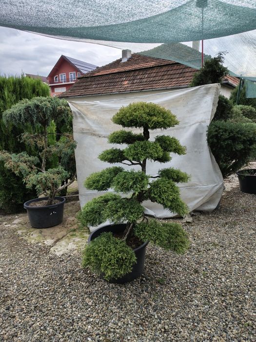 Bonsai de gradina Thuja Rheingold colecție personala