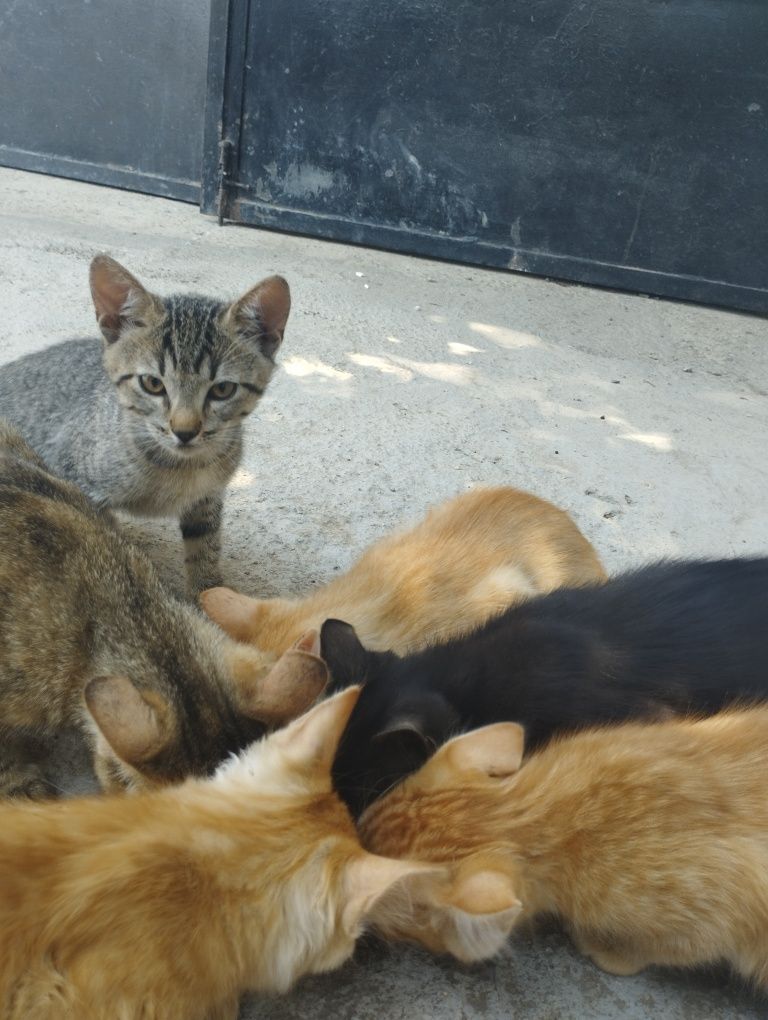 Подаряваме котета