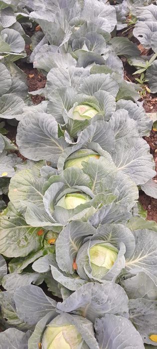 Varza pentru tocat, murat