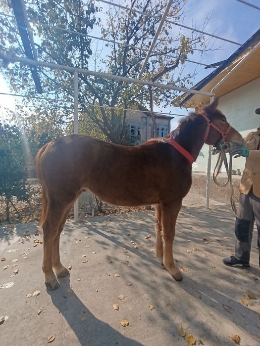 Той сотилади срочна