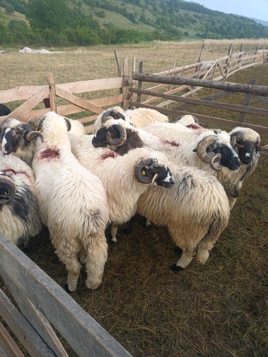 Berbeci cu certificat de origine