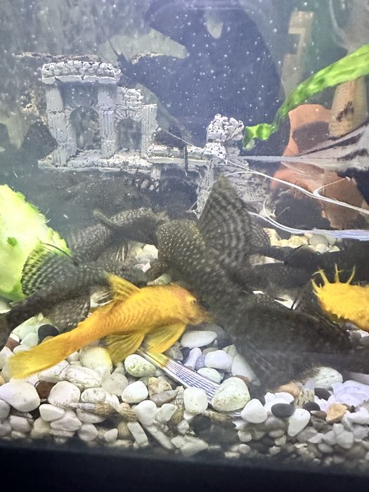 Продавам анцитруси