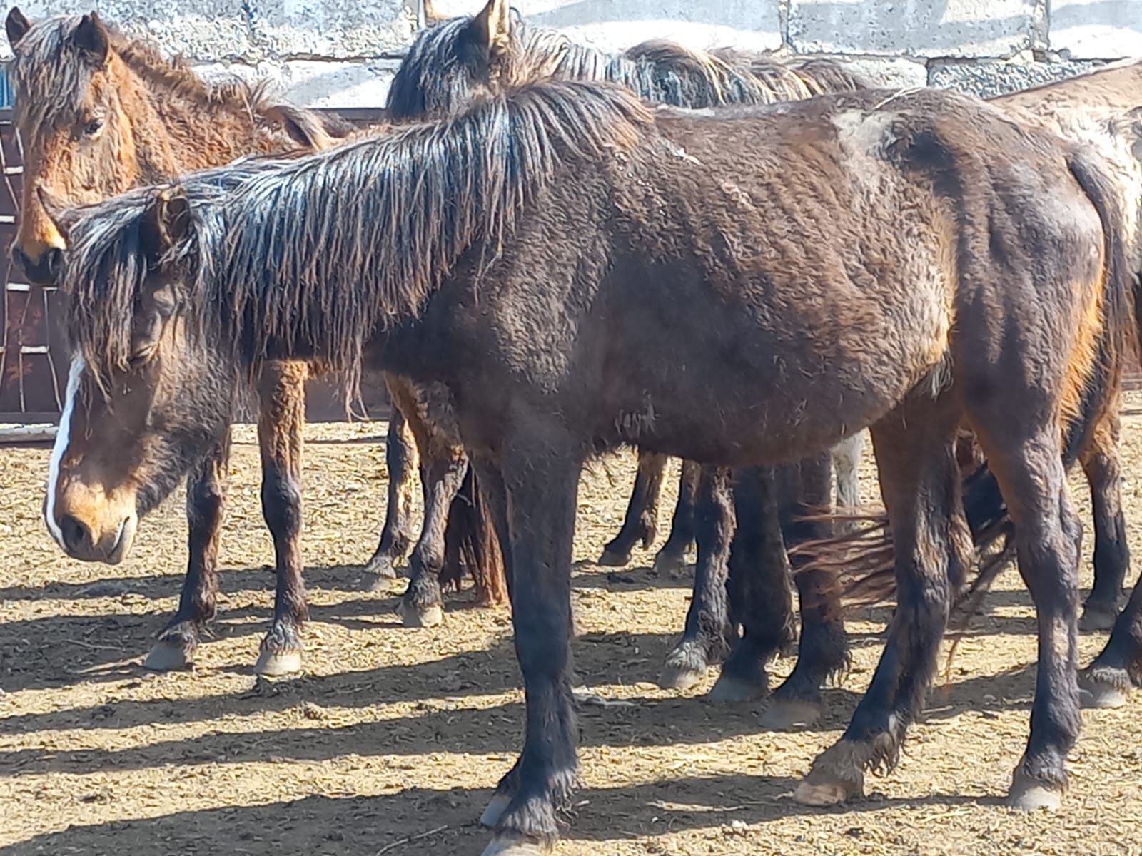 Байтал буаз кулындайды