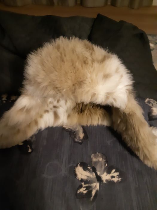 Caciula Barts! Model deosebit