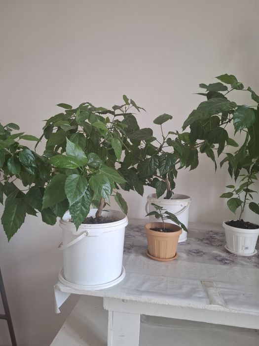 Цветы, Гул сатылады.