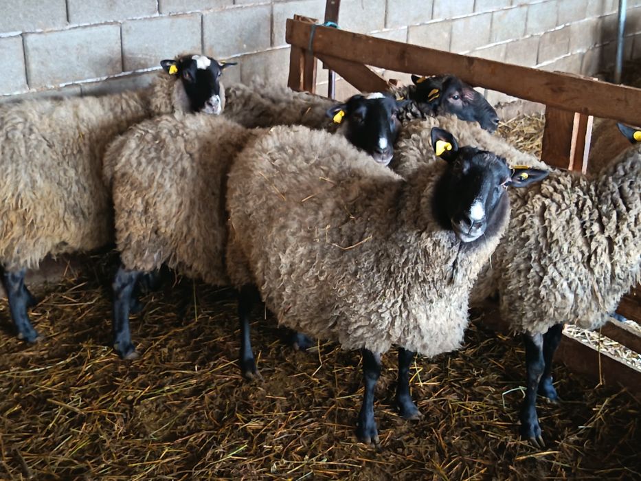 Oi Romanov gestante la 250 de euro