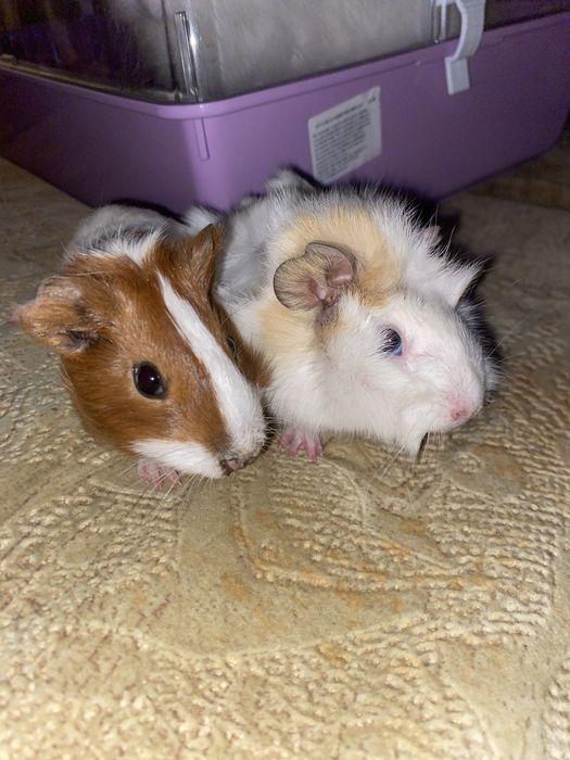 Porcusori de guineea