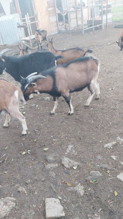 Vând țap alpin francez