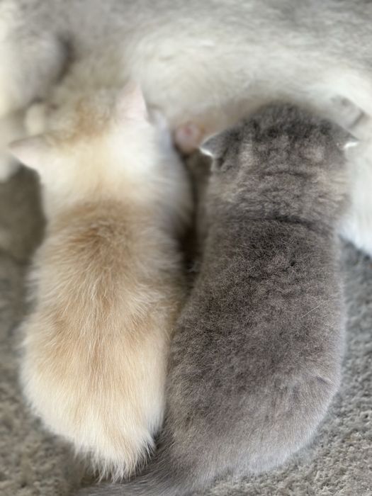Котёнок 4 шт  Папа скотиш страйт мама  Шиншила скотиш