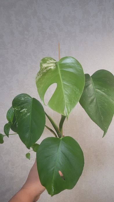 Монстера Альба вар