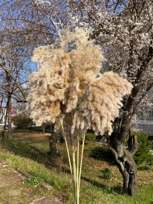 Пампаска трева за декорация